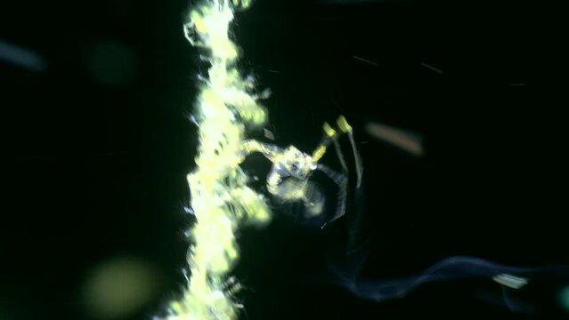 Skeleton shrimp holding on to coral branch with something in its claws