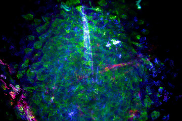 Abstract wallpaper. Abstract fractal. Fractal art background for creative design. Decoration for wallpaper desktop, poster, cover booklet, card. Psychedelic	
