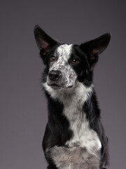 black and white dog . Happy Border Collie on a grey background in studio. Happy pet