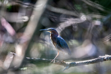 Green heron  (Butorides virescens) is a small heron of North and Central America.
