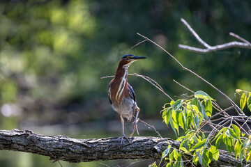 Green heron  (Butorides virescens) on the hunt. It a small heron of North and Central America.