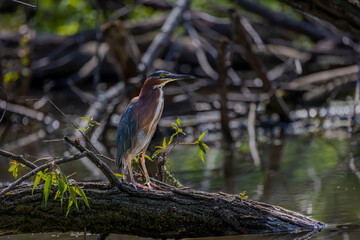 Green heron  (Butorides virescens) is a small heron of North and Central America.