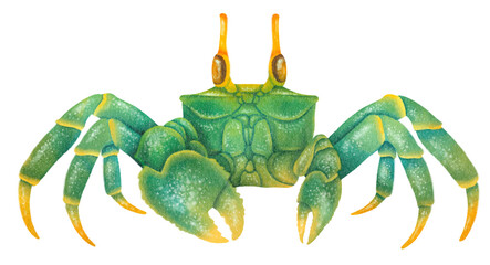 Crab watercolor hand painted