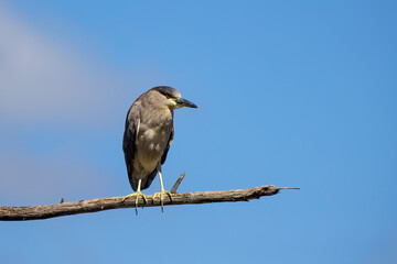 The black-crowned night heron (Nycticorax nycticorax) 