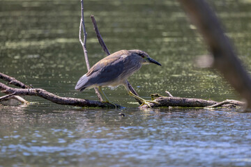The black-crowned night heron (Nycticorax nycticorax) 