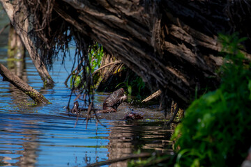 The American mink (Neogale vison) on the hunt