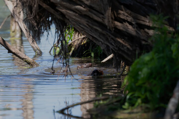 The American mink (Neogale vison) on the hunt