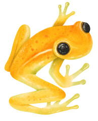 Watercolor hand painted Frog