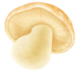 Mushroom watercolor illustration