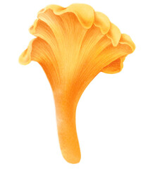 Chanterelles mushroom watercolor illustration