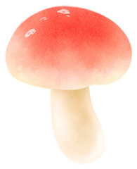 Emetic russula mushroom watercolor illustration