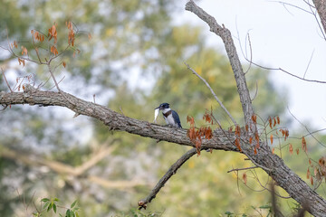 The belted kingfisher (Megaceryle alcyon) with caught fish. The kingfisher dives headlong into the water for its prey. They eat fish,famphibians, small crustaceans, insects, small mammals and reptiles