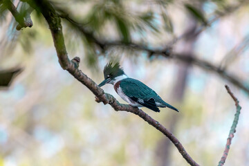 The belted kingfisher (Megaceryle alcyon) Migration bird native to North America. The kingfisher is often seen perched on trees, posts, or other convenient vantage points near the water.