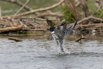 The belted kingfisher (Megaceryle alcyon) Migration bird native to North America. The kingfisher is often seen perched on trees, posts, or other convenient vantage points near the water.