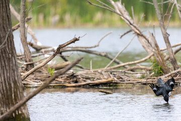 Belted Kingfisher (Megaceryle alcyon) in Wisconsin state park.  