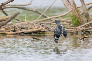 The belted kingfisher (Megaceryle alcyon) Migration bird native to North America. The kingfisher is often seen perched on trees, posts, or other convenient vantage points near the water.