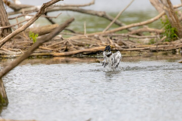 Belted Kingfisher (Megaceryle alcyon) in Wisconsin state park.  