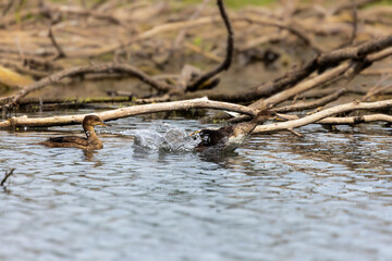 The hooded merganser (Lophodytes cucullatus)  are the second smallest species of merganser  and it also is the only merganser whose native habitat is restricted to North America.