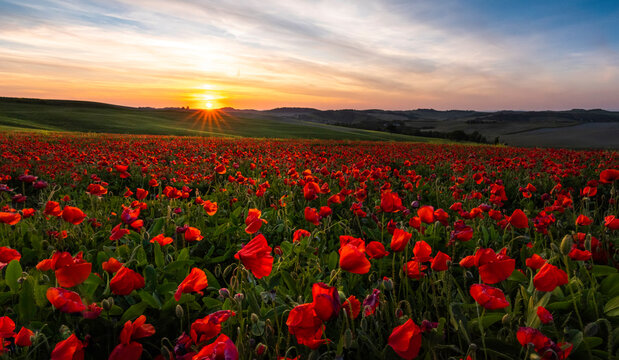 bed of roses Toscana italy val d&acute;orcia