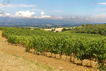 Fototapeta na wymiar Vue dégagée sur la vallée de Carcassonne depuis la campagne du petit village d'Arzens pays des vignes