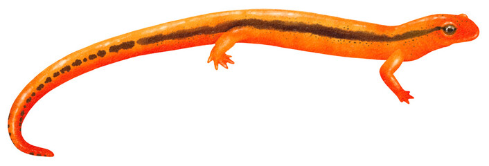 salamander watercolor illustration - obrazy, fototapety, plakaty