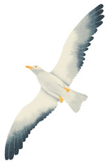 Flying Seagull watercolor