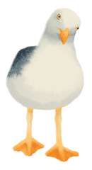 Seagull watercolor
