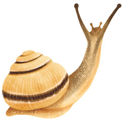 Snail watercolor illustration © b.illustrations