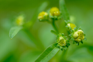 Closeup Galinsoga parviflora or Gallant soldier herbaceous plant on natural light.