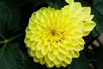 dahlia flower. Beautiful chrysanthemum close-up, rhythm and texture of delicate petals. macro photography