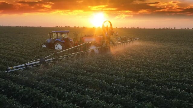 Aerial view of crop sprayer spraying pesticide on a soybean field at sunset, Drone shot flying over agricultural soybean field, tractor and crop sprayer protection plants to increase crop yield