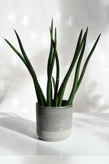 Dracaena angolensis, aka Sansevieria cylindrica, commonly known as cylindrical snake plant and African spear. Green houseplant isolated on white background, with gray ceramic pot, in dappled sunlight.