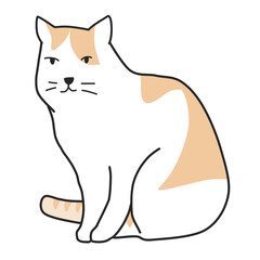 White and yellow cat