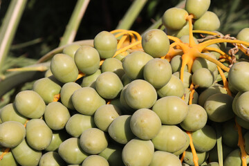 close up of dates unripen in a greenhouse food sweet fruit