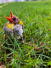 baby bird © Harika