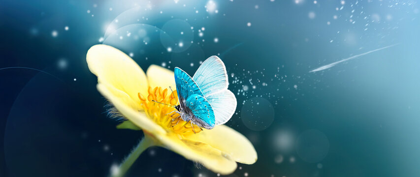 Beautiful Butterfly on yellow flower on fantastic star sky background.