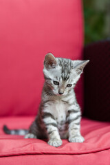 Silver tabby Bengal Kitten sitzt auf einem Sessel auf der Terrasse