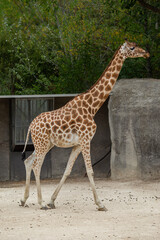 Naklejka na ściany i meble Giraffes during feeding on a sunny day.