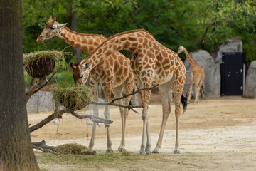 Naklejka na ściany i meble Giraffes during feeding on a sunny day.