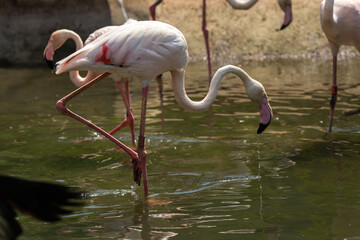 Pink flamingos in the river in nature on a sunny day close-up.