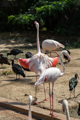 Pink flamingos in the river in nature on a sunny day close-up.