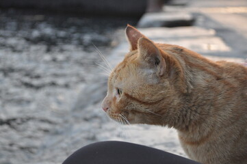 tabby cat portrait