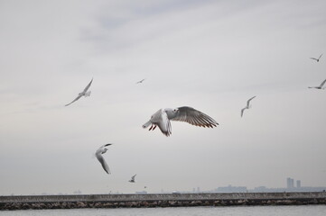 birds in flight