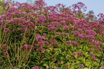 Fototapeta premium Eupatorium cannabinum, Commonly known as hemp-agrimony, or holy rope in bloom. Poskonnik is an excellent honey plant that attracts bees, butterflies and other useful insects to the garden.
