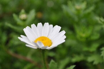 white daisy flower