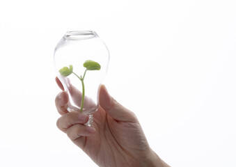 Green plant grow in light bulb