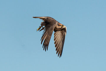 Faucon lanier,.Falco biarmicus, Lanner Falcon