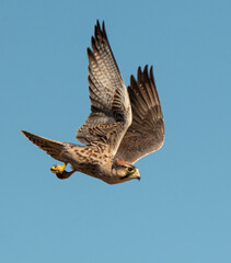 Faucon lanier,.Falco biarmicus, Lanner Falcon