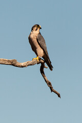 Faucon lanier,.Falco biarmicus, Lanner Falcon
