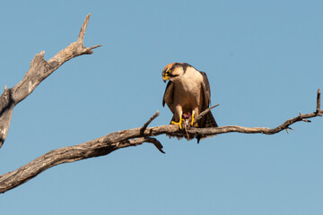 Faucon lanier,.Falco biarmicus, Lanner Falcon